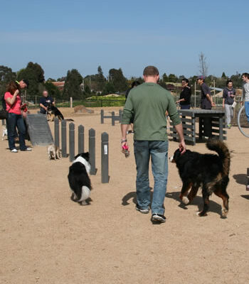 Paws4PlayDogAgility Course