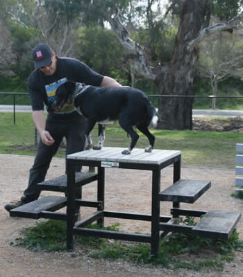 Paws4PlayStepPlatform