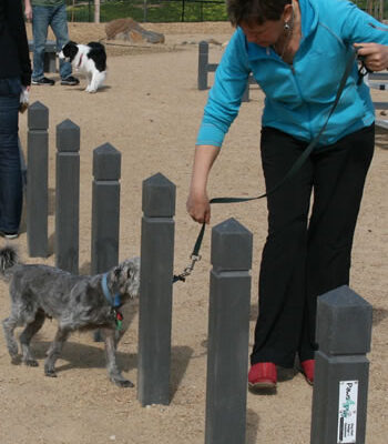 Paws4PlayWeavePoles