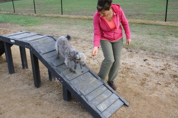 Paws4PlayBridge