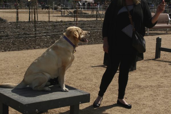 Paws4PlaySitStayPlatform