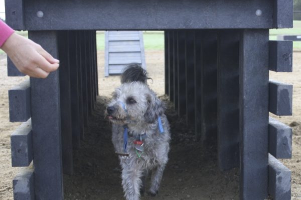 Paws4PlaySquareTunnel