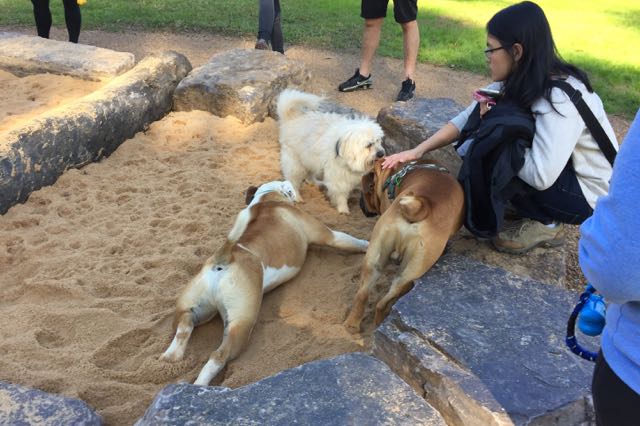 Socialising Dogs